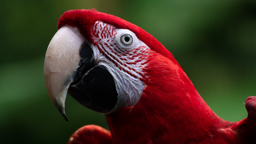 Parot